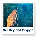 Bentley and Duggan