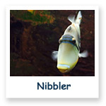 Nibbler