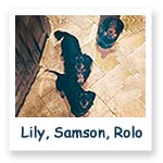 Lily, Samson, Rolo