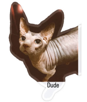 dude